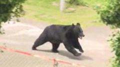 Bear opens window in factory escape, Japanese police say