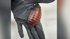 Giant hissing cockroaches among $200,000 worth of illegal insects seized in Australia